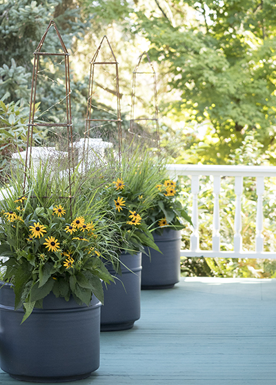 Goldsturm Black-Eyed Susan