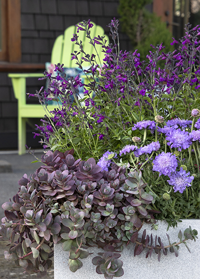 6 Beautiful Pollinator Container-Garden Designs - FineGardening