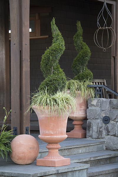 Emerald Green Arborvitae