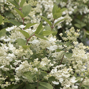 Quickfire® Hydrangea Image