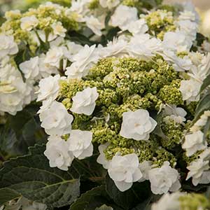 Double Delights™ Wedding Gown Hydrangea Image