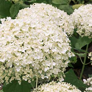 41079_hydrangea_arborescens_smhamwm_seaside_serenade_bar_habor_3954_300x_sfw