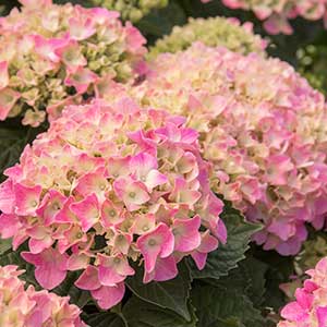 Pink ‘N Pretty® Hydrangea Image