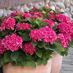 How to Select the Right Hydrangea for Your Garden