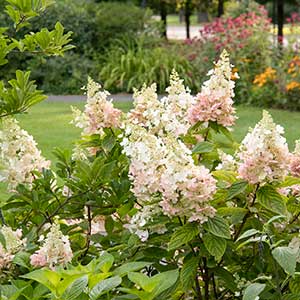 4202_hydrangea_paniculata_ruby_angels_blush_1418m_300x_sfw