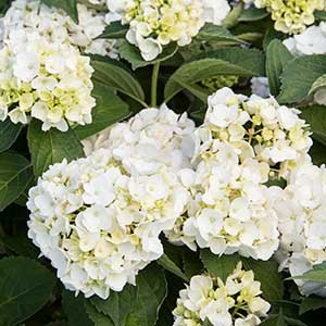 White Bigleaf Hydrangea Image