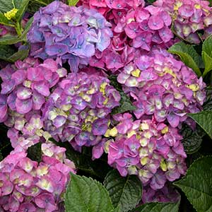 42330_hydrangea_macrophylla_hortmani%E2%80%99_seaside_serenade_newport_5045_300x_sfw