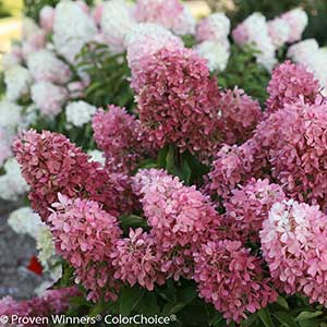 42433-Hydrangea-paniculata-SMNHPRZEP-Zinfin-DollR_CU_-10_PW-ColorChoice_300x_sfw