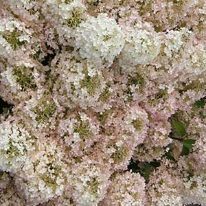 Bobo® Hydrangea