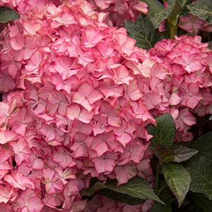 Seaside Serenade® Hamptons Hydrangea Image