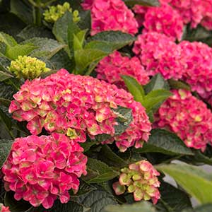 9668_hydrangea_macrophylla_hortmavi_7_42_03_ss_marthas_vineyard_4010_300x_sfw
