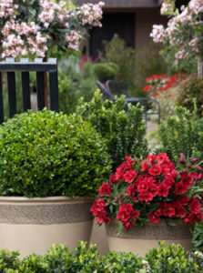 Add Statement Plants to Your Decks, Patios, or Porches