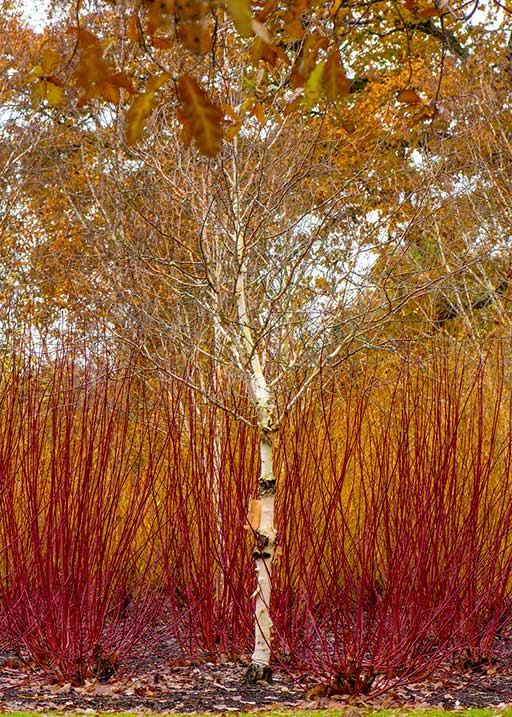 IMG_BLOG_Int_1B_GrowDogwoods_Nov2020.jpg IMG_BLOG_Int_1B_GrowDogwoods_Nov2020.jpg