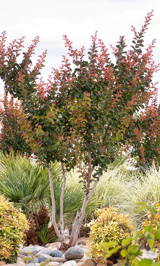 Dynamite Crape Myrtle with Morning Light Maiden Grass Dynamite Crape Myrtle with Morning Light Maiden Grass